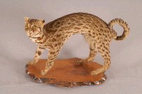 石虎藏品圖，第4張